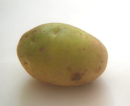 Poisonous potato update. Зеленые клубни картофеля. Соланин в картофеле. Картошка зеленая Солонин. Картофель с зеленой кожурой.